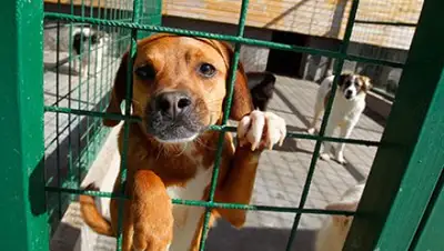 lenta.ru, фото - Новости Zakon.kz от 22.06.2018 06:32