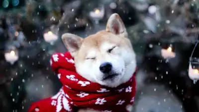 Zakon.kz, фото - Новости Zakon.kz от 11.11.2016 19:01