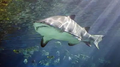 Zakon.kz, фото - Новости Zakon.kz от 29.12.2014 20:46