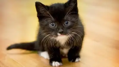 infostart.ru, фото - Новости Zakon.kz от 04.06.2018 22:49