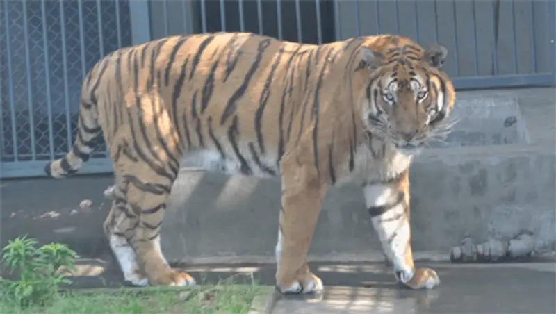 В Шанхайском зоопарке редкий тигр задрал смотрителя, фото - Новости Zakon.kz от 17.12.2013 23:31