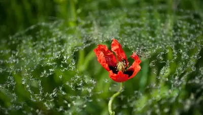 nat-geo.ru, фото - Новости Zakon.kz от 02.05.2019 10:12