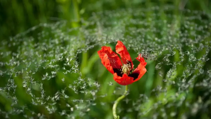Фото о дикой природе — самом неизведанном, что есть на Земле