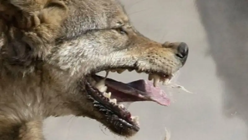 Павлодарца госпитализировали с подозрением на бешенство