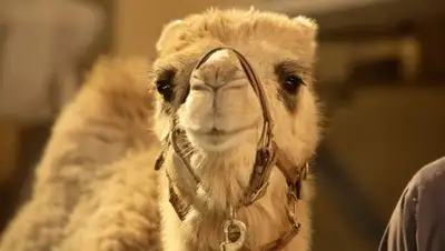 Яндекс, фото - Новости Zakon.kz от 25.06.2018 18:09