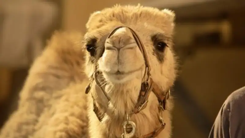 В Атырауской области верблюд провалился в колодец