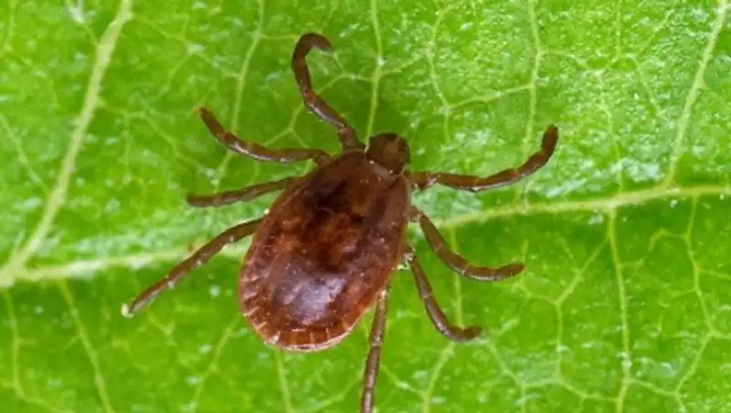 Алматыда кенелер уақытынан бұрын оянып жатыр