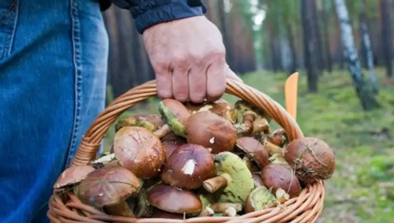 Отравление грибами в Иране: 15 человек скончались