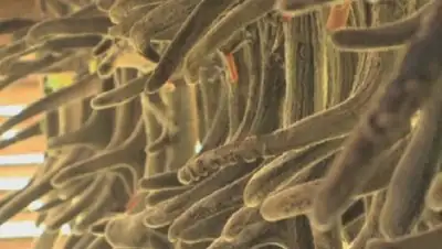 Zakon.kz, фото - Новости Zakon.kz от 30.06.2017 15:25