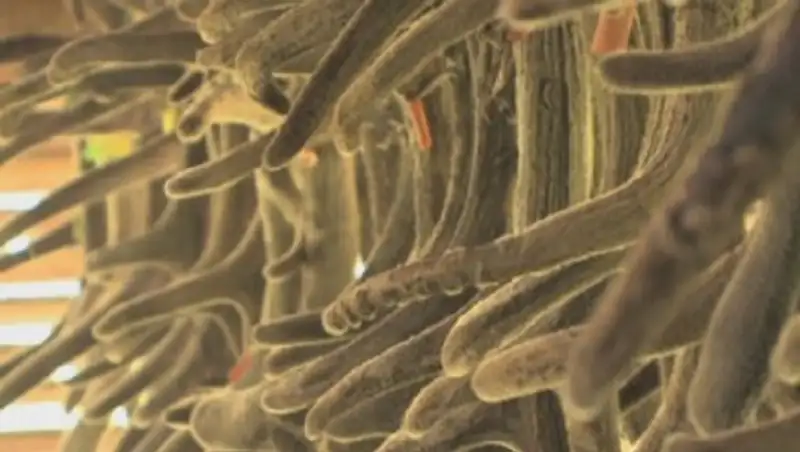 Шығыс Қазақстанда марал шаруашылығы өркендеп келеді