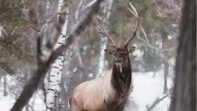 марал попал на видео, фото - Новости Zakon.kz от 25.01.2022 09:13