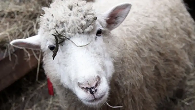 В Удмуртии арестовали стадо баранов