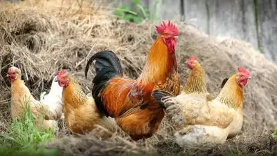 Pixabay, фото - Новости Zakon.kz от 21.09.2020 18:45