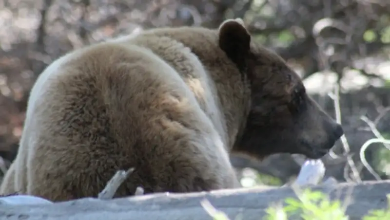 Власти заповедника в США усыпили медведицу, загрызшую человека