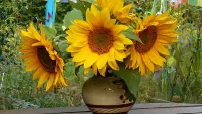 pixabay.com, фото - Новости Zakon.kz от 30.07.2021 16:23