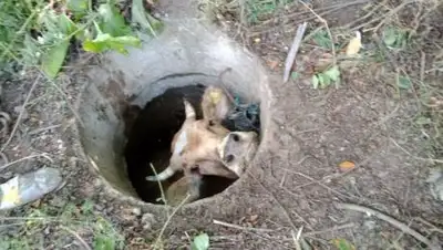 пресс-служба ДЧС ВКО, фото - Новости Zakon.kz от 30.07.2021 15:54