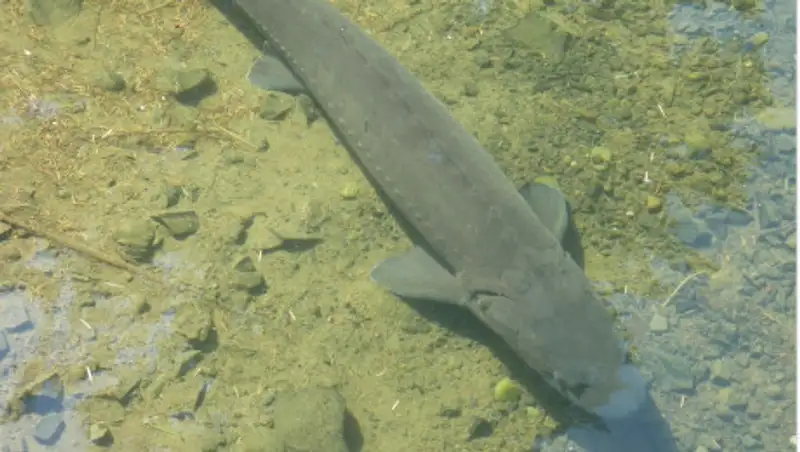 Около 400 кг осетров вызволили морские пограничники Казахстана из сетей браконьеров