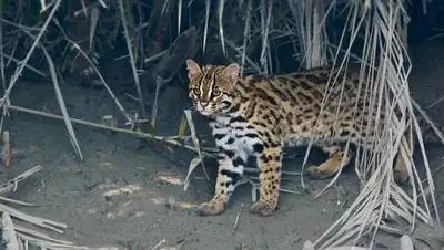 CC BY-SA 4.0 / Shan2797 / This Leopard cat image was taken in Indian p, фото - Новости Zakon.kz от 13.11.2018 11:07