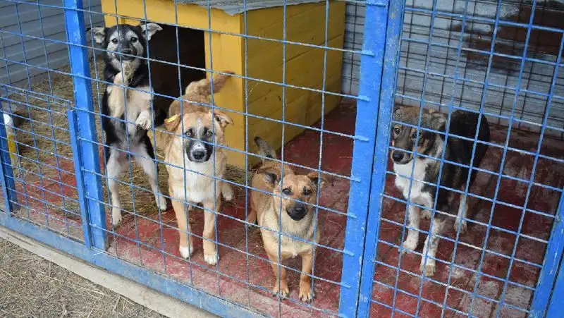 Почему в Казахстане до сих пор не работает закон о защите животных