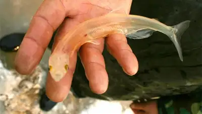 Zakon.kz, фото - Новости Zakon.kz от 24.01.2015 16:08