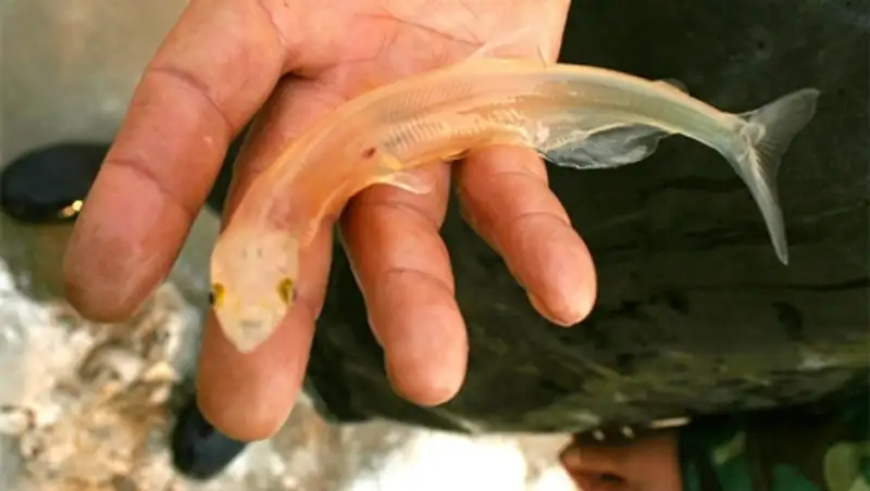 В Антарктиде нашли уникальных рыб под километром льда