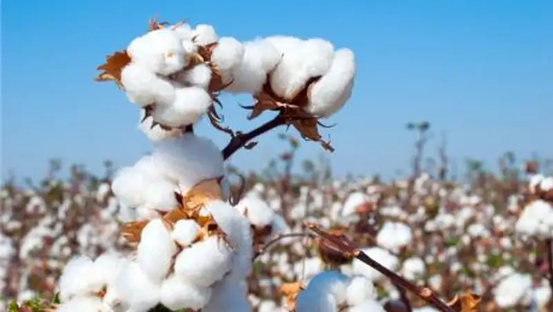 Определена закупочная цена на казахстанский хлопок-сырец