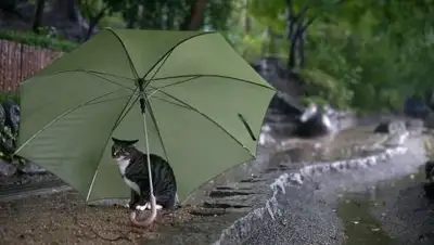 Zakon.kz, фото - Новости Zakon.kz от 28.06.2017 12:00