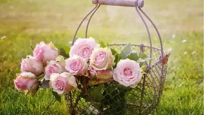 цветы, фото - Новости Zakon.kz от 31.08.2022 17:56