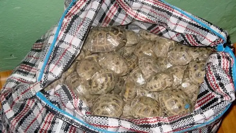 Контрабанда животных: Казахстанка пыталась провезти через границу попугаев и черепах