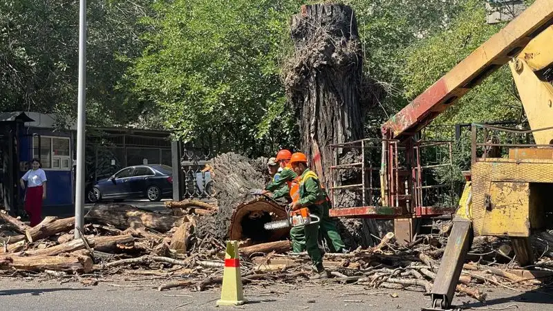 старые деревья, вырубка, фото - Новости Zakon.kz от 18.07.2023 17:26