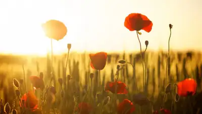 pixabay.com, фото - Новости Zakon.kz от 09.04.2019 17:57