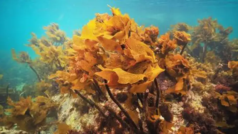 Китайские ученые нашли средство против коронавируса в водорослях