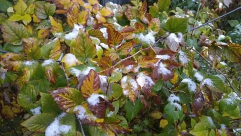 Алматинцы публикуют фото первого снега 