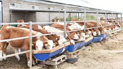Акмолинская ферма обеспечивает молочными продуктами столицу и несколько регионов страны, фото - Новости Zakon.kz от 03.10.2022 10:05