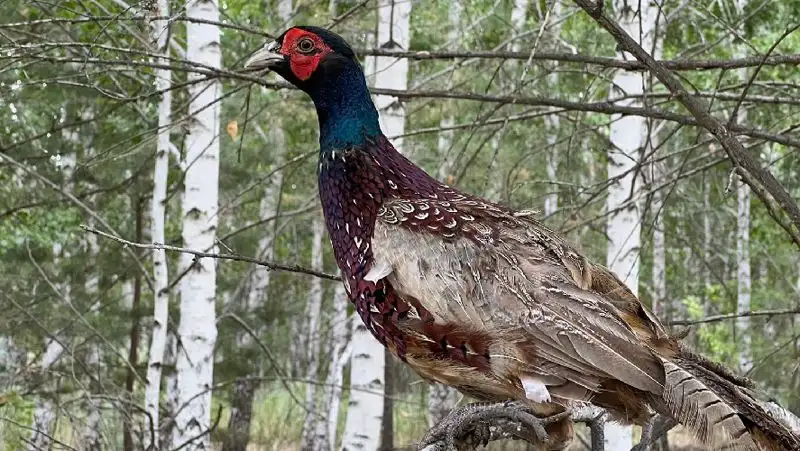 150 фазанов выпустили в лесопосадке возле Нур-Султана