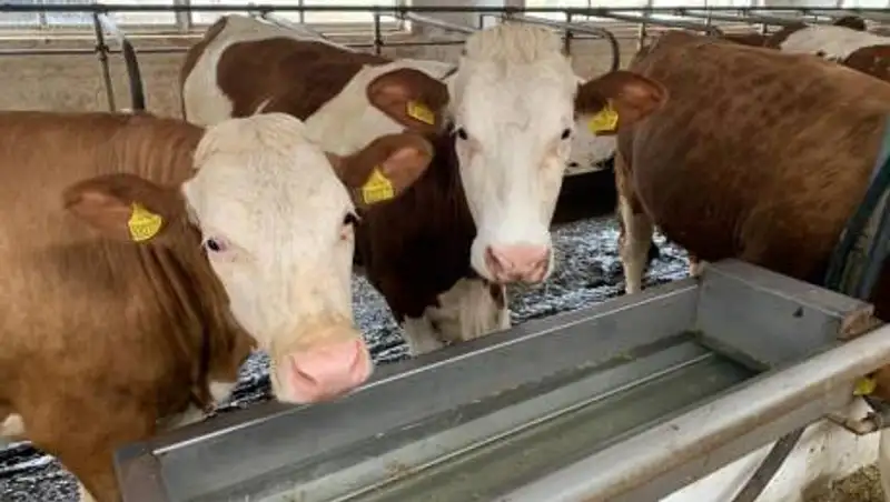 Более 37,4 млрд тенге инвестировано в развитие молочного кластера РК