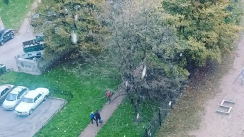 В Петербурге выпал первый снег