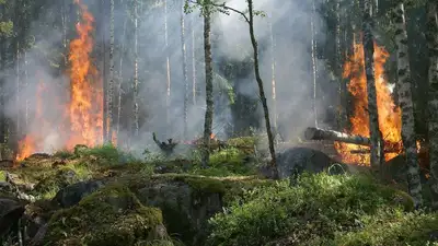 Усилена группировка спасателей, тушащих пожар в Абайской области, фото - Новости Zakon.kz от 09.06.2023 00:33