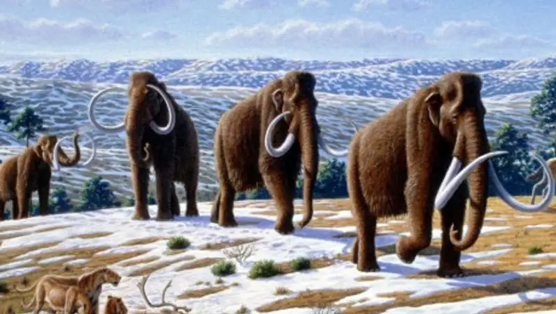 Ученые "воскресили" гены мамонтов
