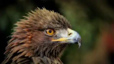 в Алматинском зоопарке празднуют день рождения орла-могильника, фото - Новости Zakon.kz от 19.08.2022 17:46