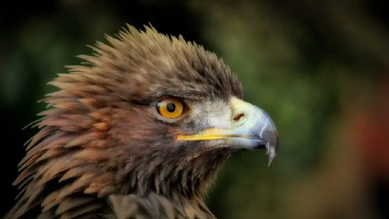 Старожил Алматинского зоопарка празднует день рождения