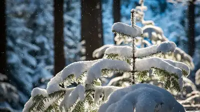 снегопад, фото - Новости Zakon.kz от 04.12.2022 19:37