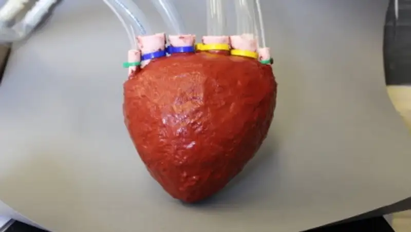 Медики создали первое искусственное сердце из эластичного "поролона"