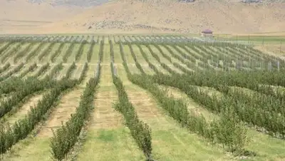 Zakon.kz, фото - Новости Zakon.kz от 10.08.2017 20:22