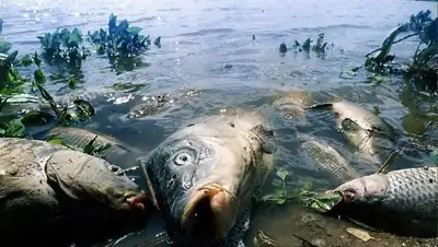 Экологическая вахта Санкт-Петербурга, фото - Новости Zakon.kz от 09.07.2018 21:22