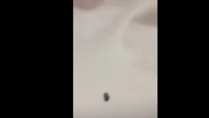 Пассажиров поезда Астана - Сарыагаш донимали насекомые