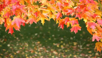 Pixabay, фото - Новости Zakon.kz от 15.09.2019 10:24