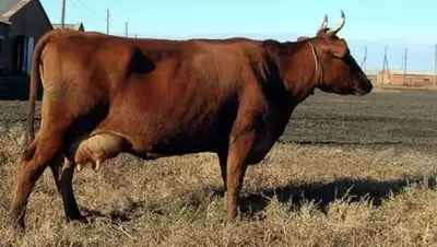 Zakon.kz, фото - Новости Zakon.kz от 23.06.2016 23:44