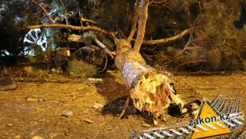 В Алматы BMW протаранил дерево