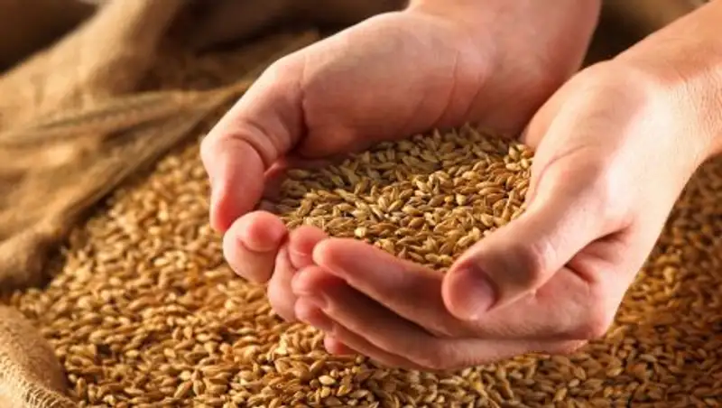 В СКО судят главу филиала «Продкорпорация» за хищение зерна